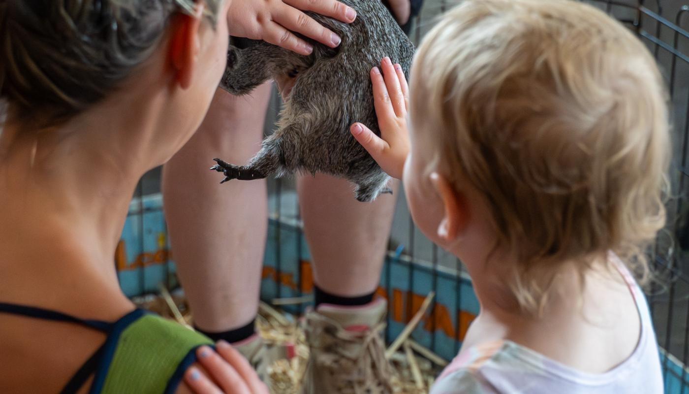 Little hands patting a guinea pig